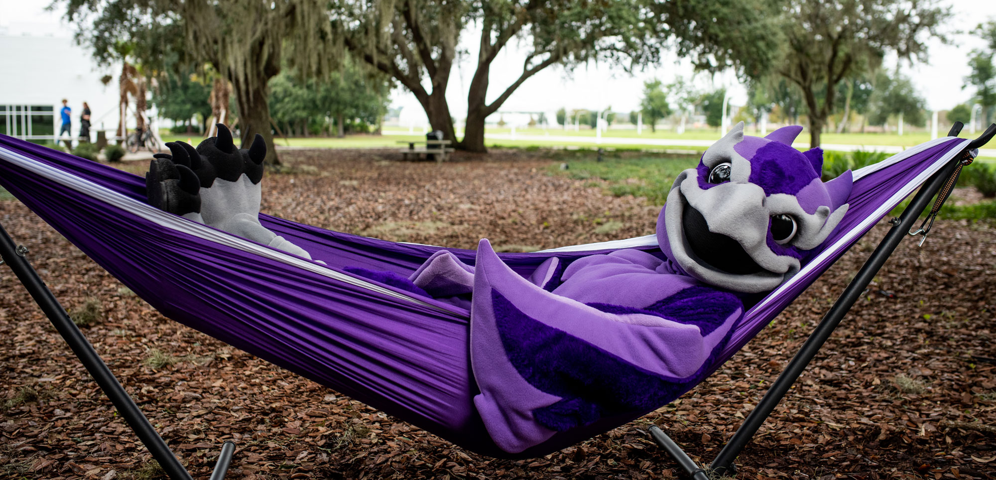 Phoenix hammocking in oak grove.