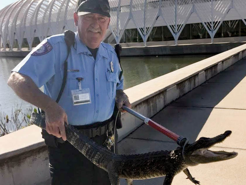John Lane captures an alligator on campus