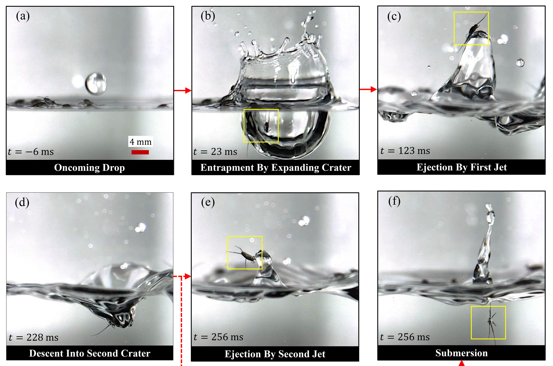 Photos of a water drop hitting a water strider.