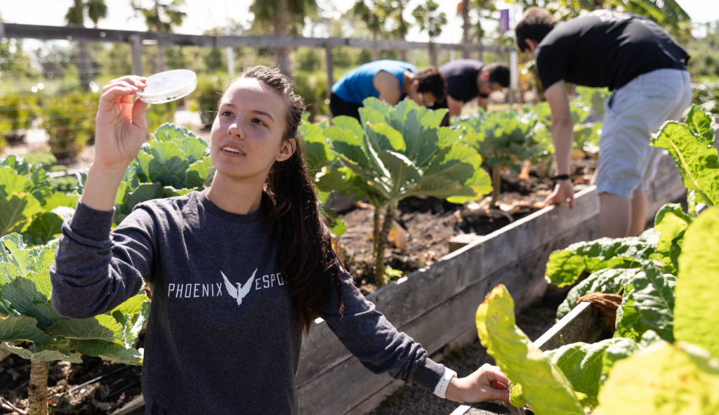 Florida Polytechnic University students work on the high-tech, sustainable garden developed on its campus in Lakeland, Florida. Environmental Engineering is one of three new degrees that Florida Polytechnic University offers students starting this academic year. Classes begin Aug. 21.